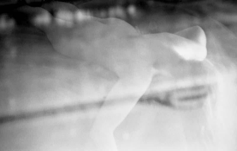 <p>© Elisa Migda</p>