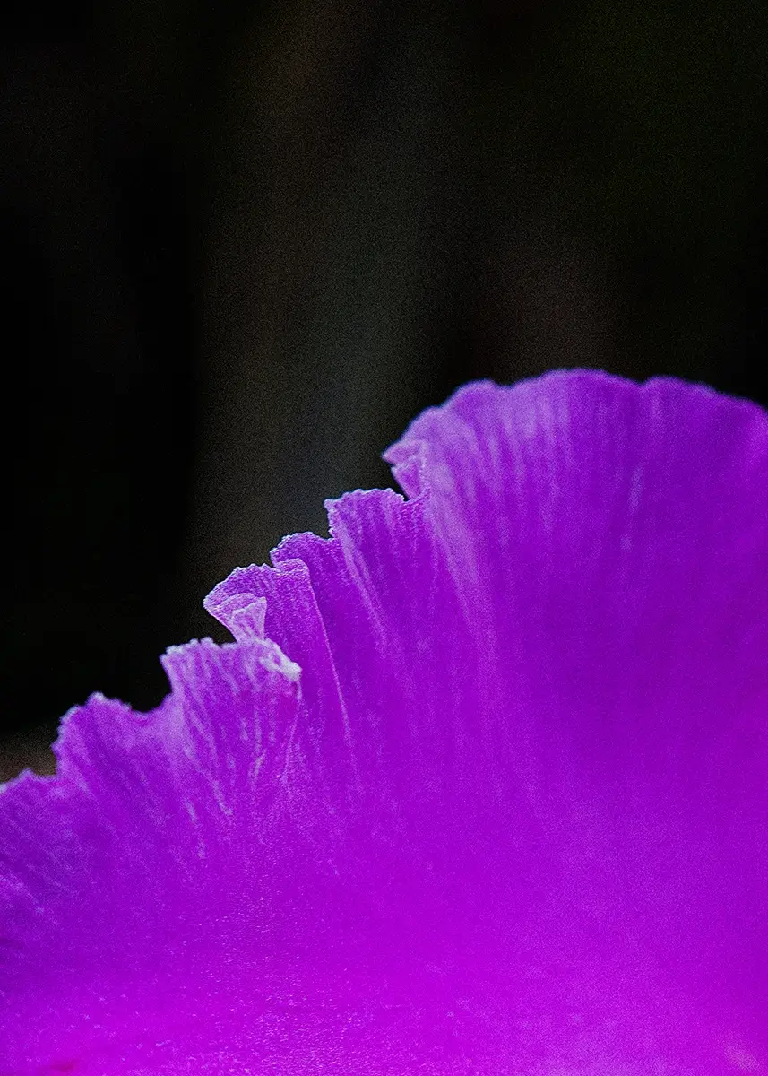<p>&copy; Fabiana Mc Mullan</p>