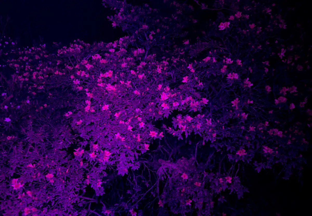 <p>&copy; Fabiana Mc Mullan</p>