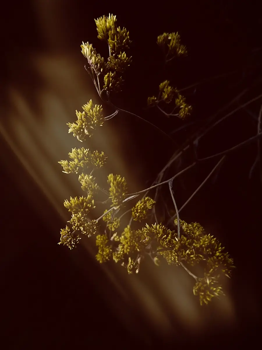 <p>&copy; Fabiana Mc Mullan</p>