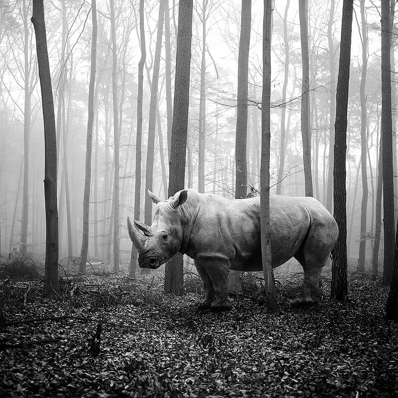 Tierwald 1<p>© Frank Machalowski</p>