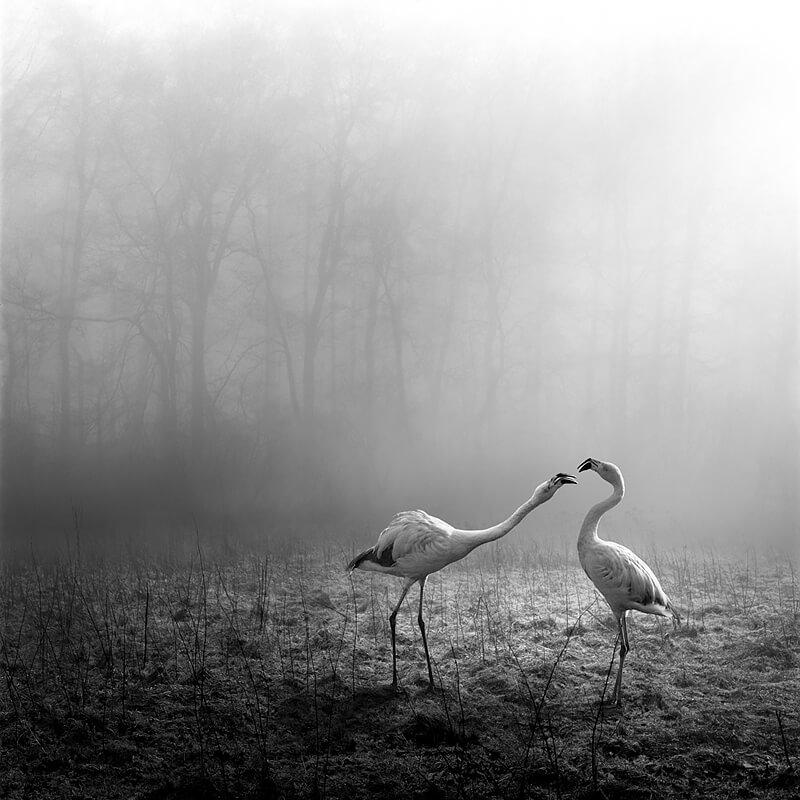 Tierwald 2<p>© Frank Machalowski</p>