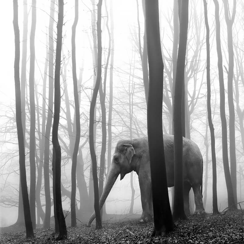 Tierwald 3<p>© Frank Machalowski</p>