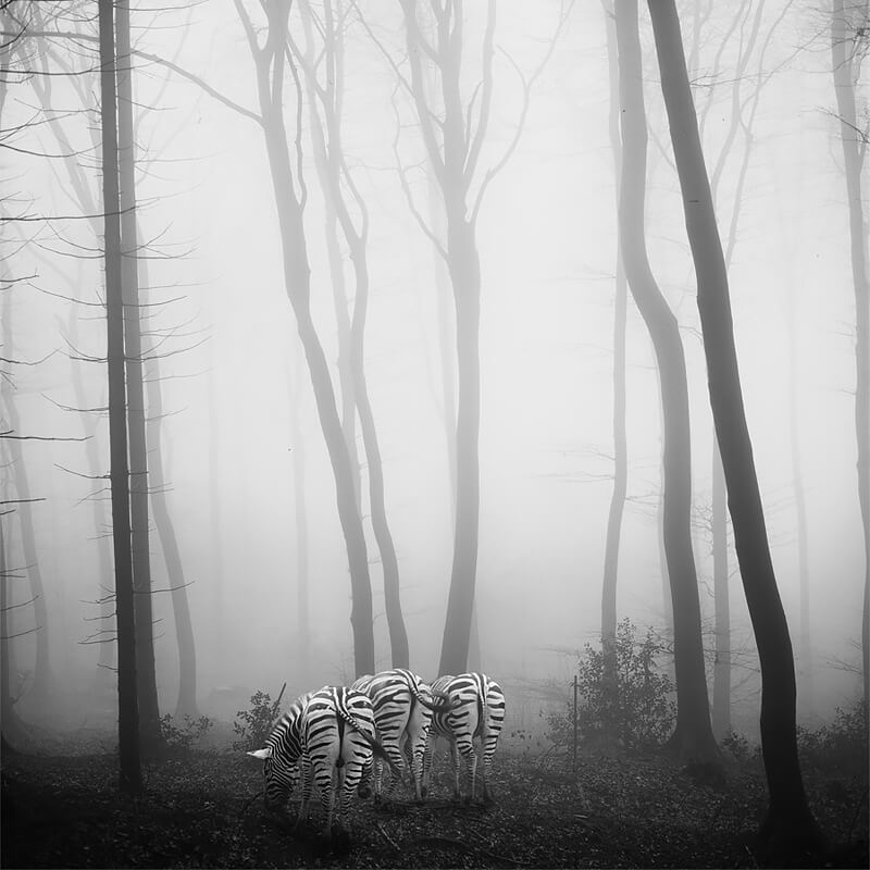 Tierwald 4<p>© Frank Machalowski</p>