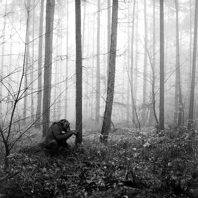 Tierwald 5<p>© Frank Machalowski</p>