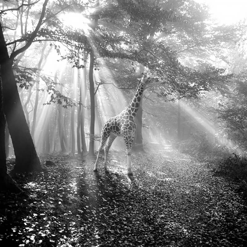 Tierwald 6<p>© Frank Machalowski</p>