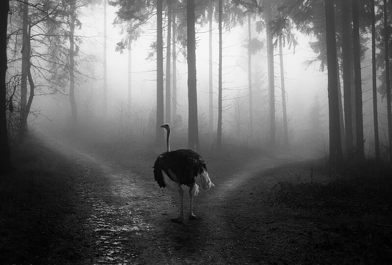 Tierwald 8<p>© Frank Machalowski</p>