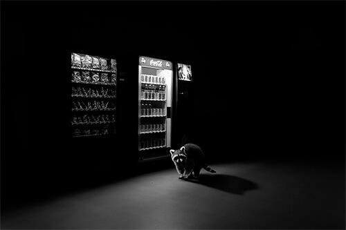 <p>© Jason McGroarty</p>