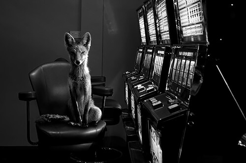 <p>© Jason McGroarty</p>