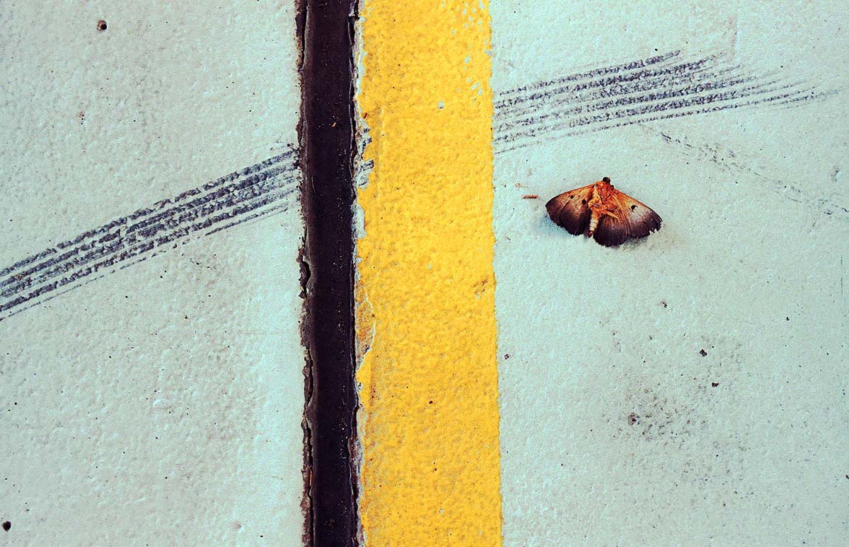 Moth and the line<p>© Jesse Marlow</p>