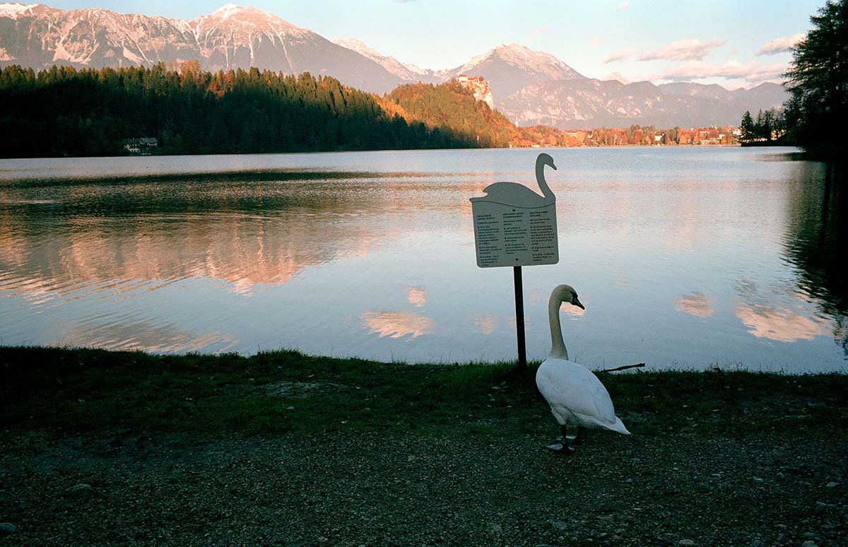 Swan Lake<p>© Jesse Marlow</p>