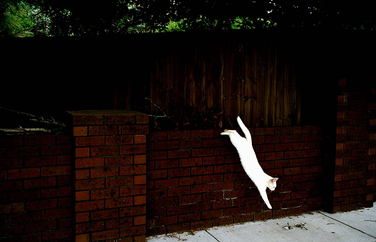 White Cat<p>© Jesse Marlow</p>