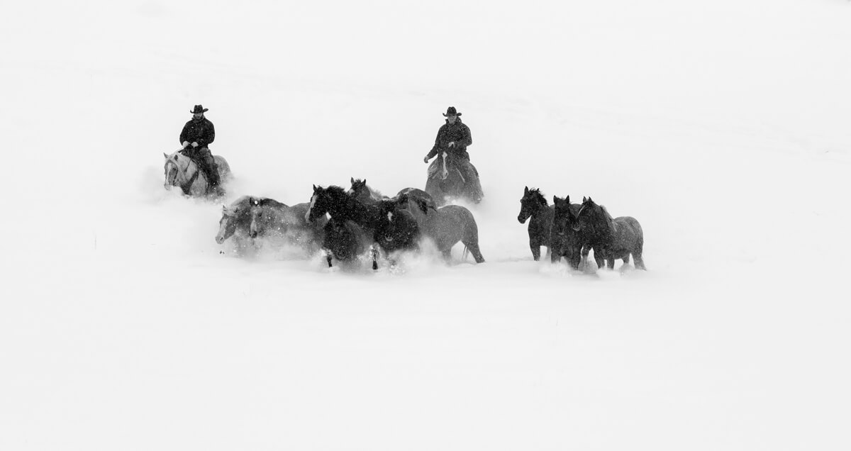 The Snow Gather<p>© Landry Major</p>