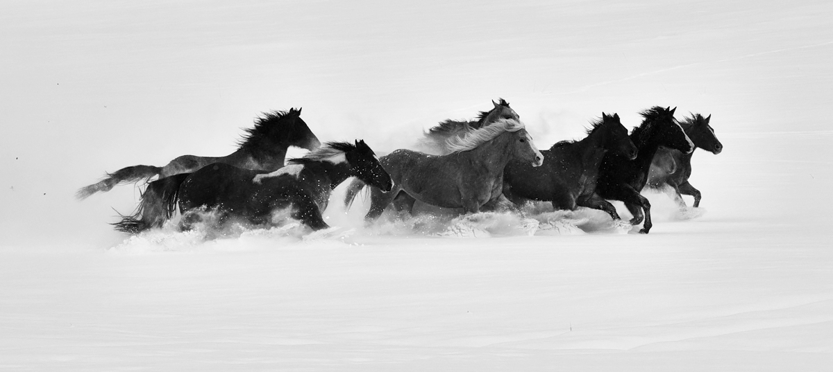 Winter Horses<p>© Landry Major</p>