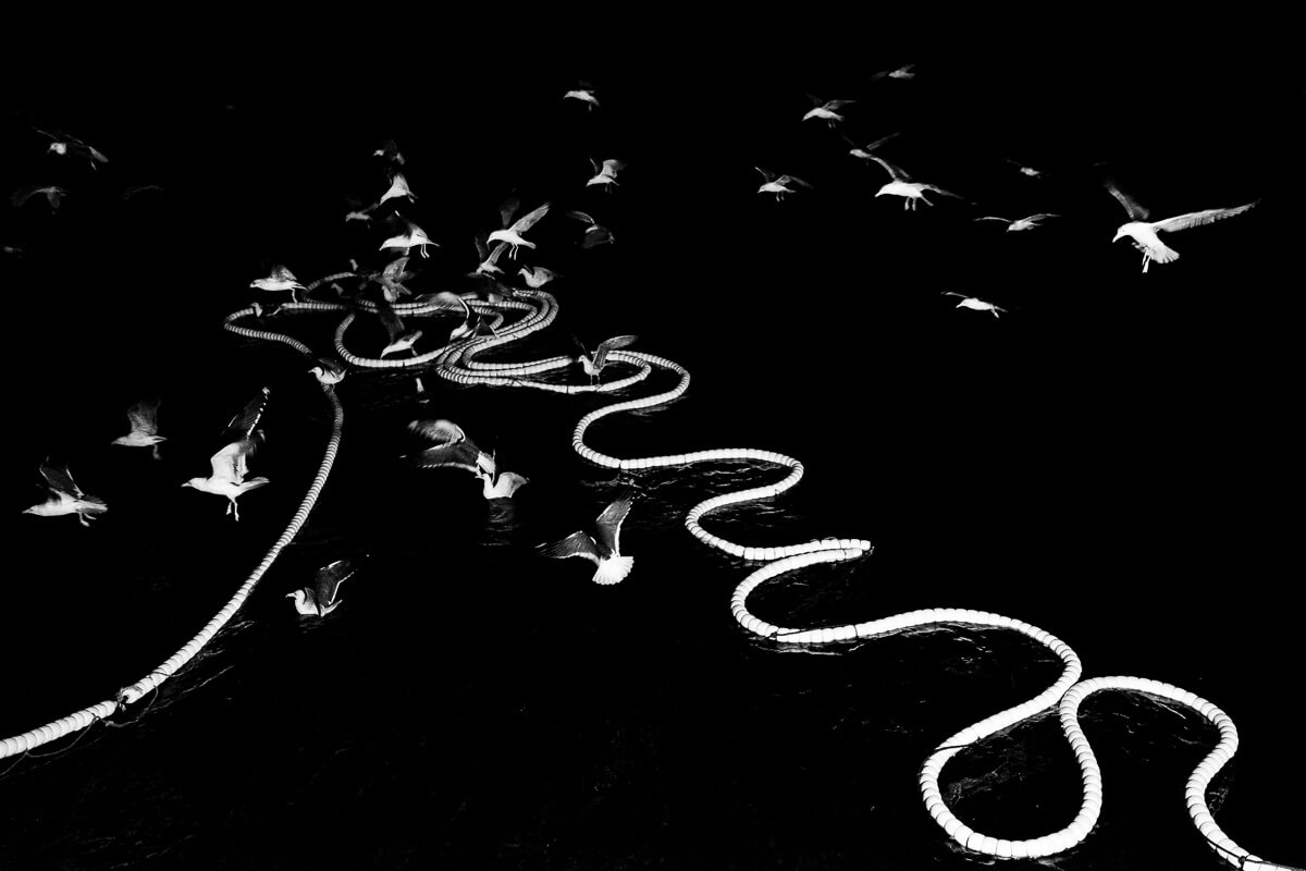 Nocturnal Symphony: Seagulls’ Ballet on the Brine<p>© Martin Miklas</p>