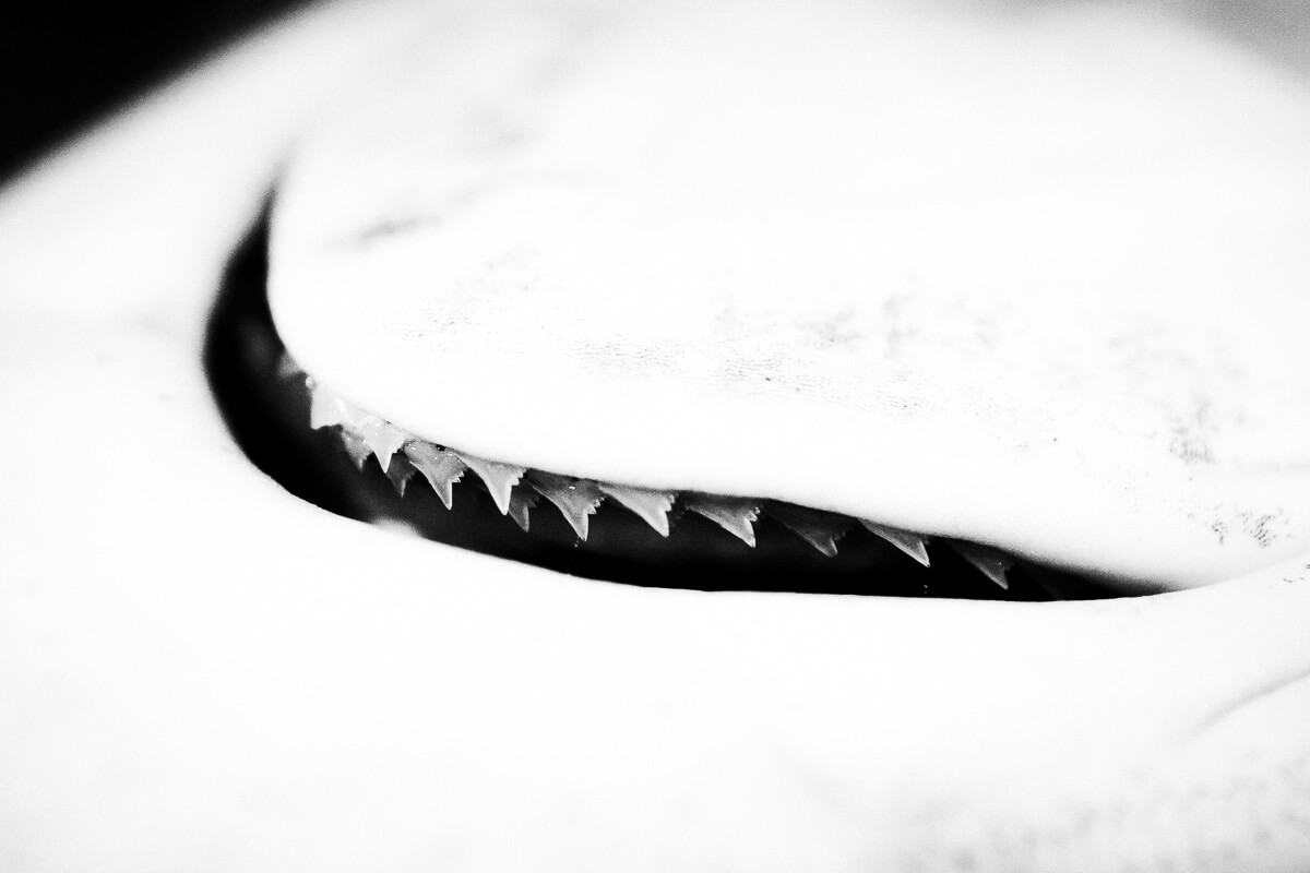 Sharks smile<p>© Martin Miklas</p>
