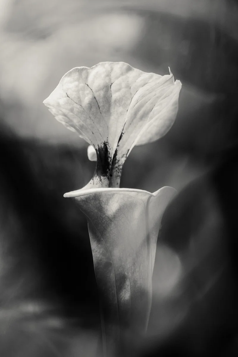 <p>© Victor Marion</p>