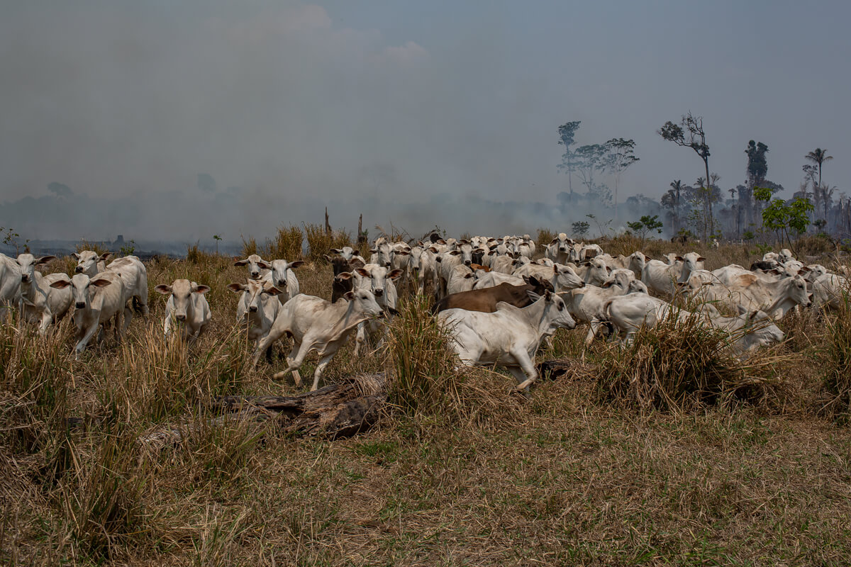 Amazon Deforestation<p>© Victor Moriyama</p>