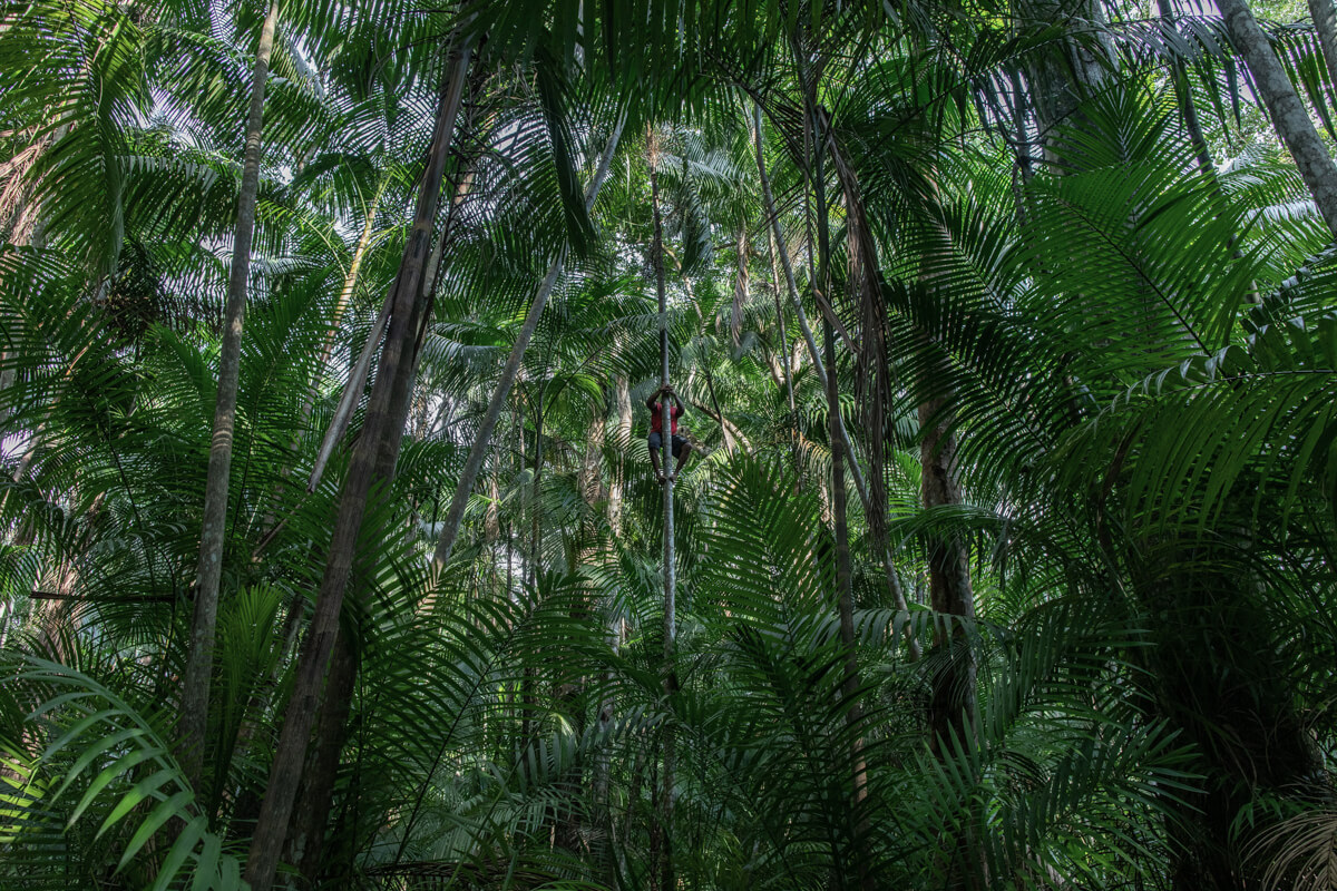 Amazon Deforestation<p>© Victor Moriyama</p>