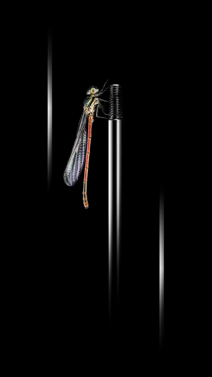 The Dragonfly<p>© Adam Neuba</p>