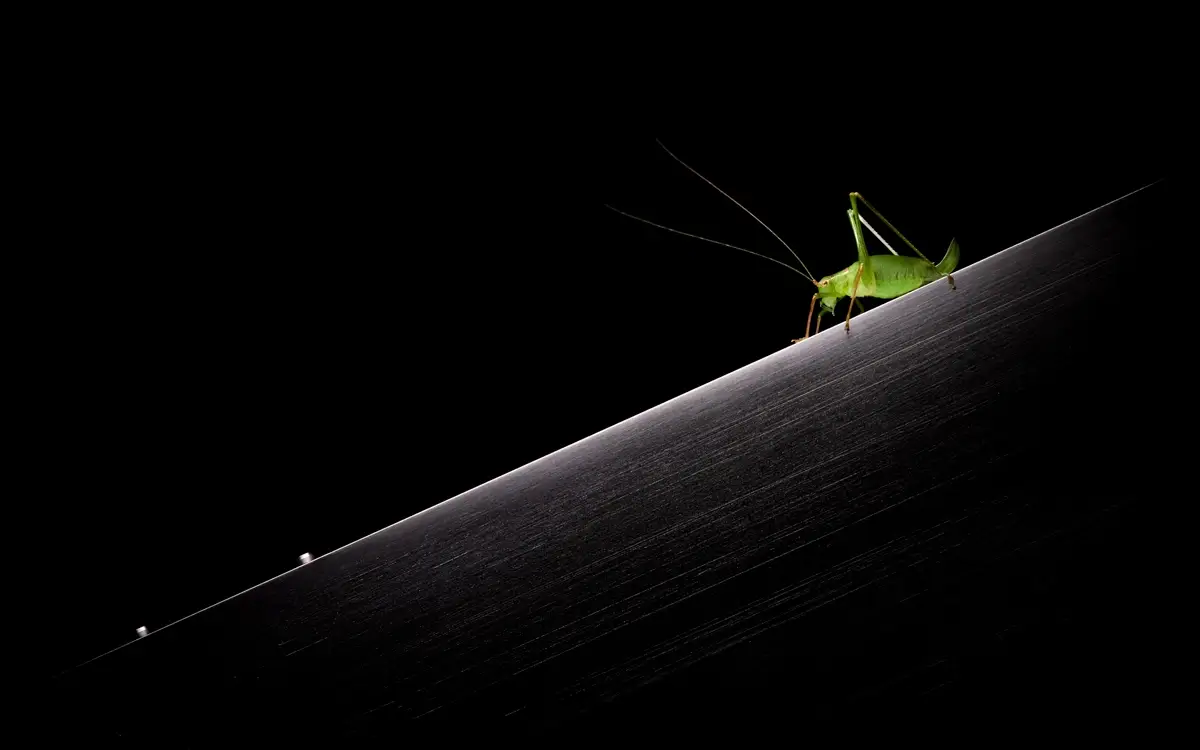 The Green Jumper<p>© Adam Neuba</p>