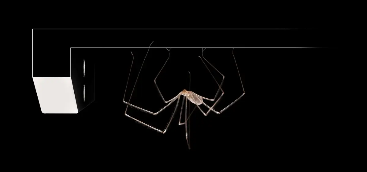 The House Spider<p>© Adam Neuba</p>