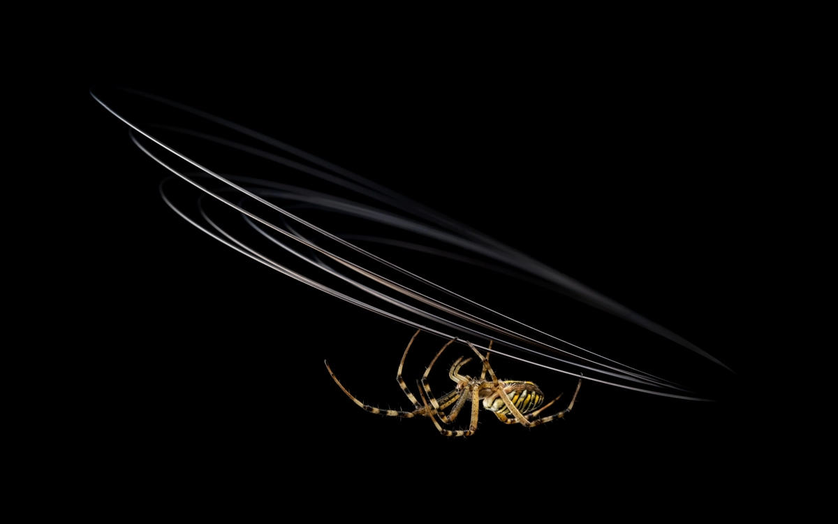 The Light Walker<p>© Adam Neuba</p>