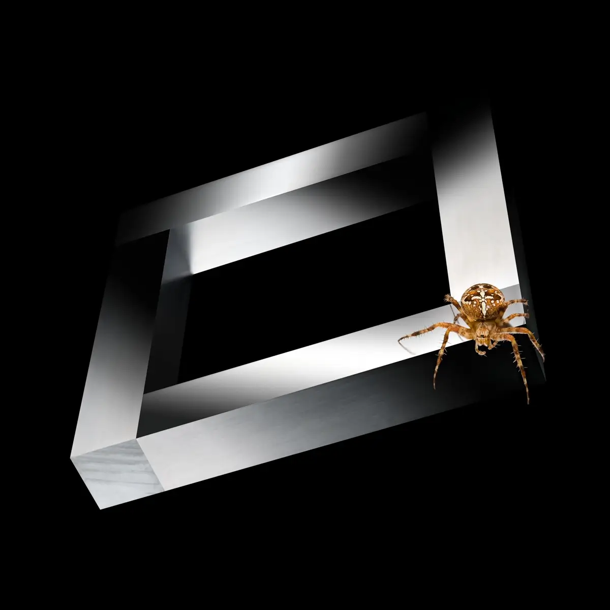 Spider’s Universe<p>© Adam Neuba</p>