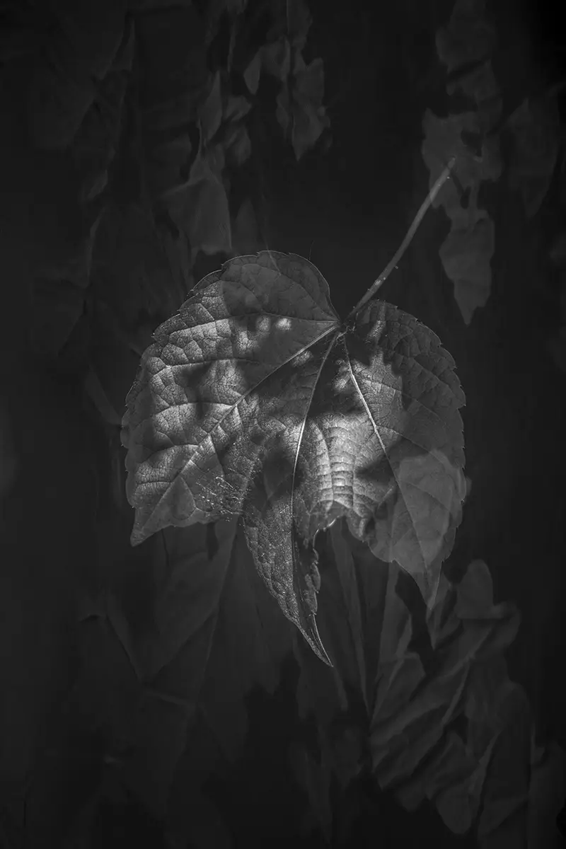 Case 27 The Koan<p>© Alejandra Nowiczewski</p>
