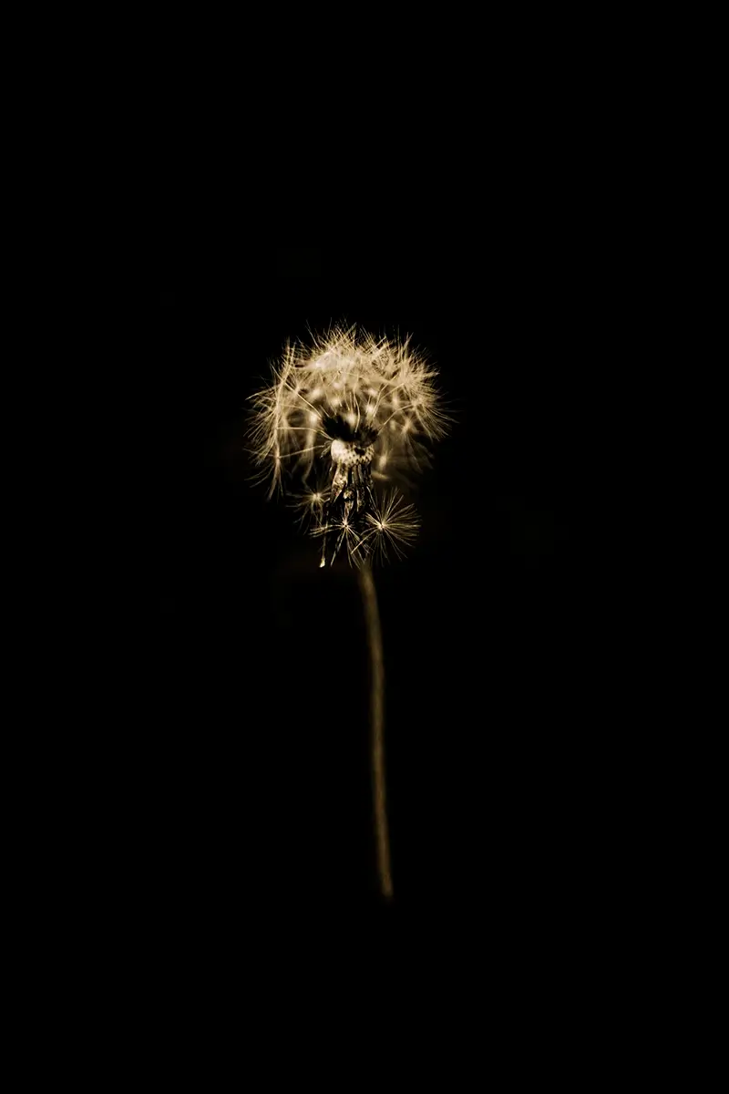 Harmony: Four Colors and One Movement<p>© Alejandra Nowiczewski</p>