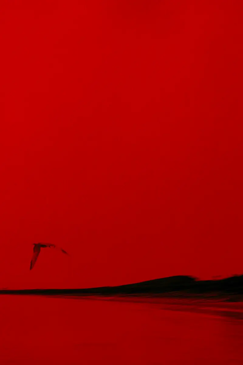 The Bird: Four Colors and One Movement<p>© Alejandra Nowiczewski</p>