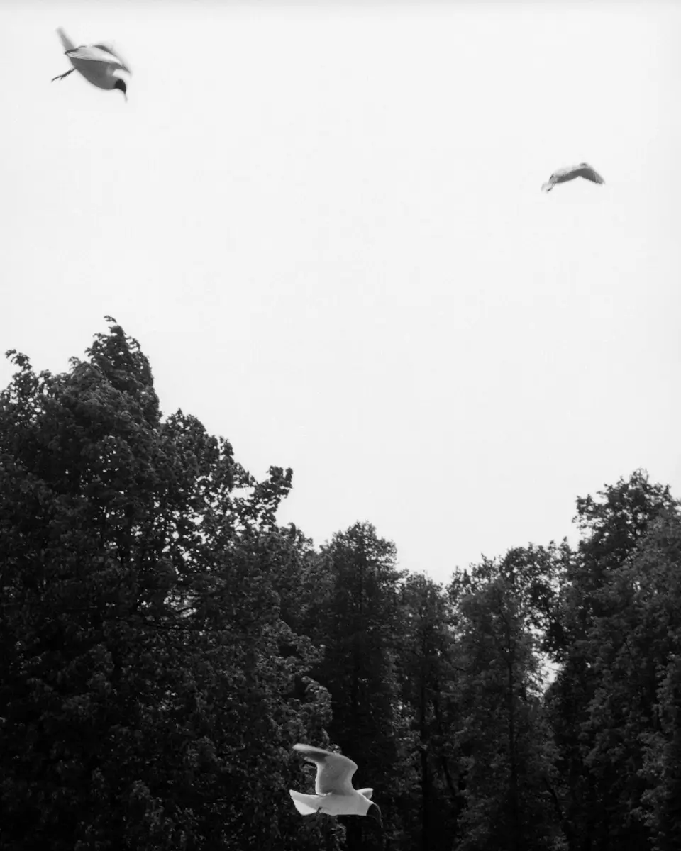 <p>&copy; Alessandro Natali</p>