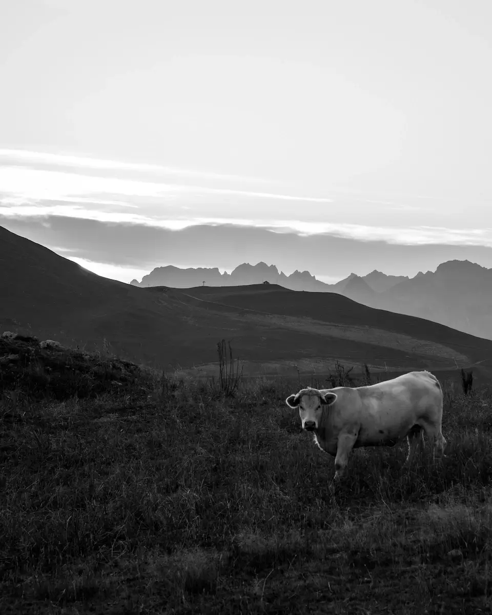 <p>&copy; Alessandro Natali</p>