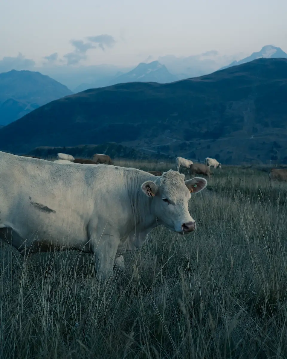 <p>&copy; Alessandro Natali</p>