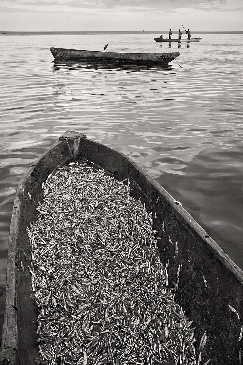 SEA HARVEST<p>© Gilles Nicolet</p>