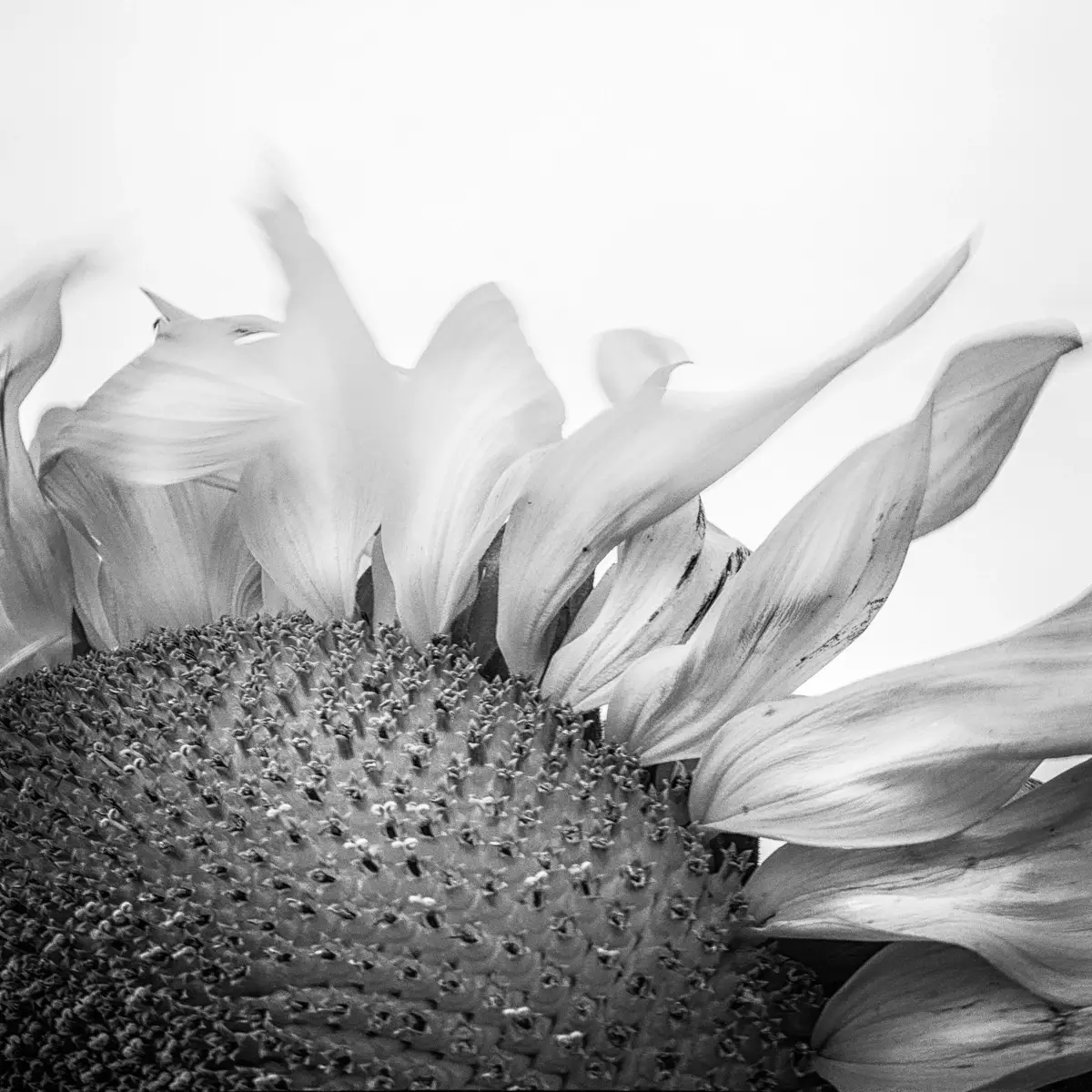 <p>© Jaime  Nisenbaum</p>