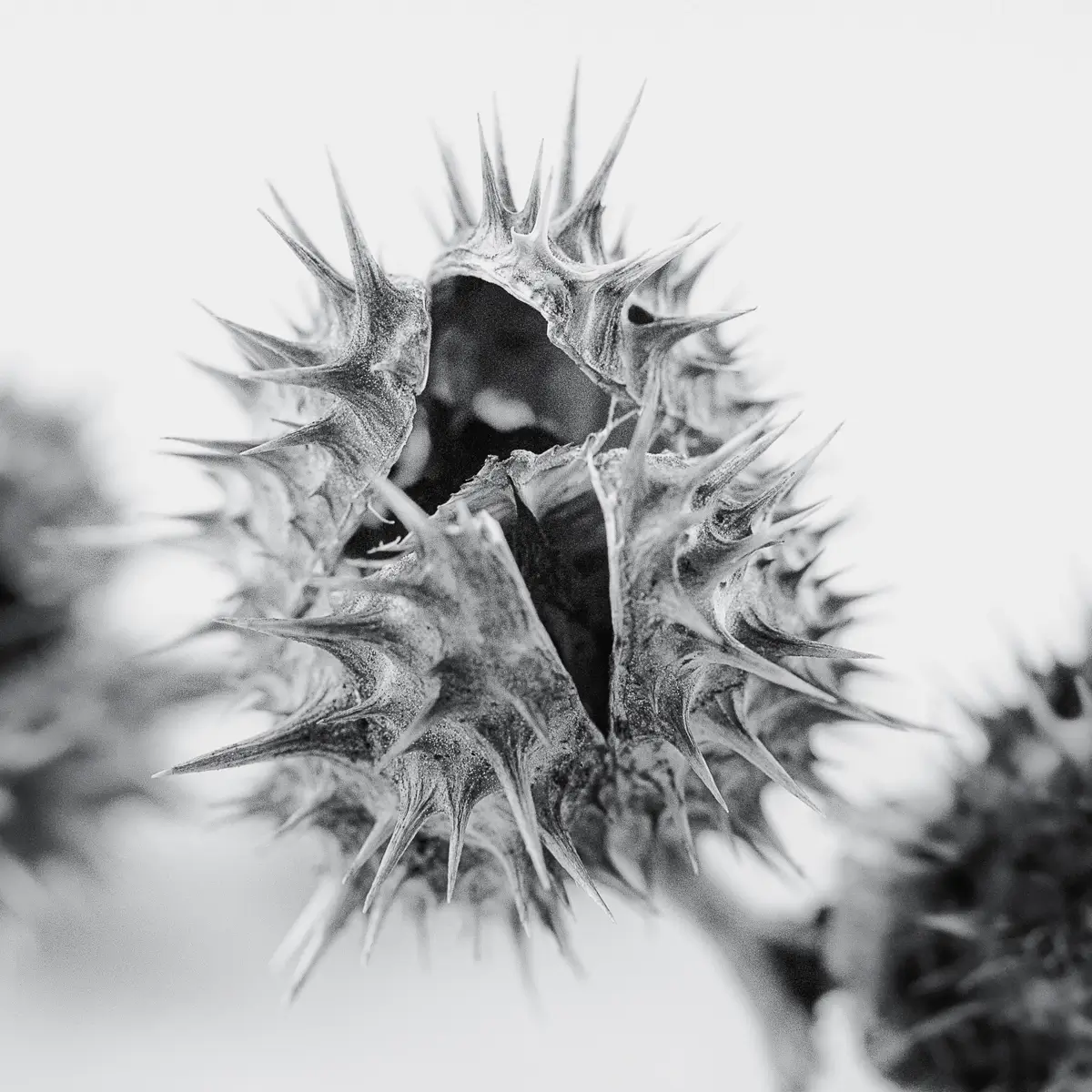 <p>© Jaime  Nisenbaum</p>