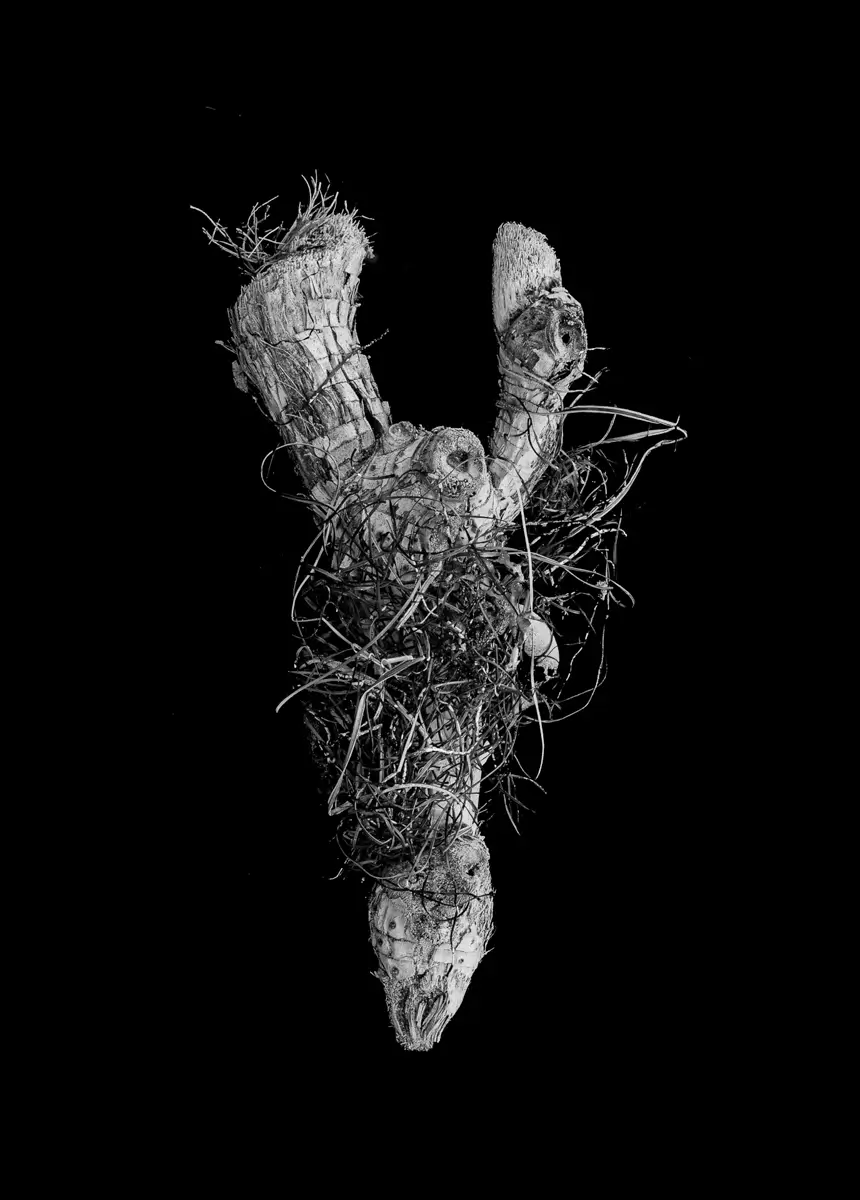 <p>© Jaime  Nisenbaum</p>