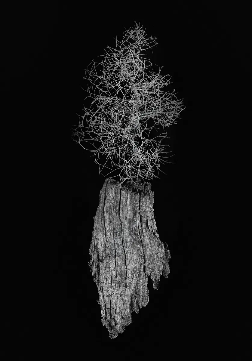 <p>© Jaime  Nisenbaum</p>