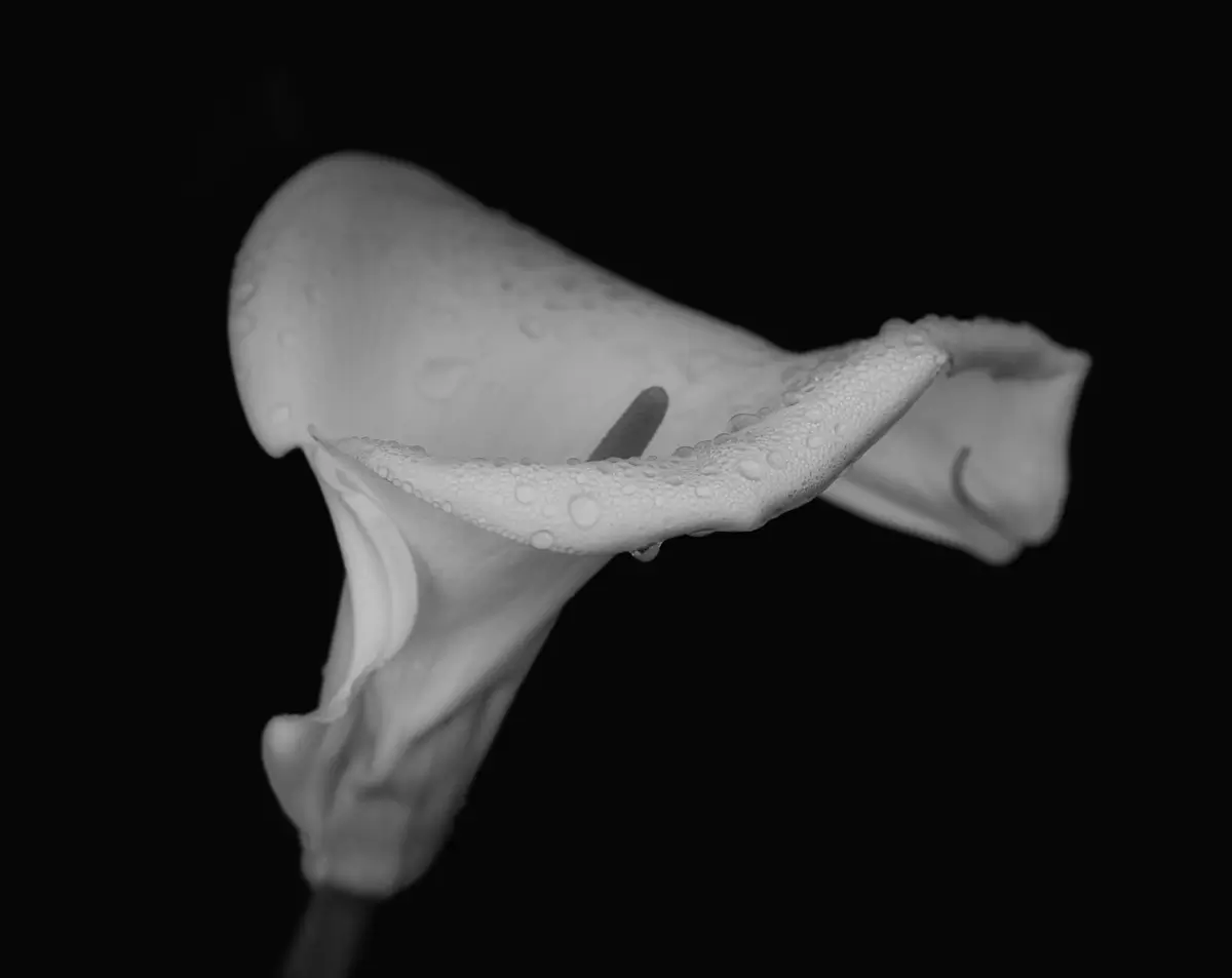 <p>© Jaime  Nisenbaum</p>