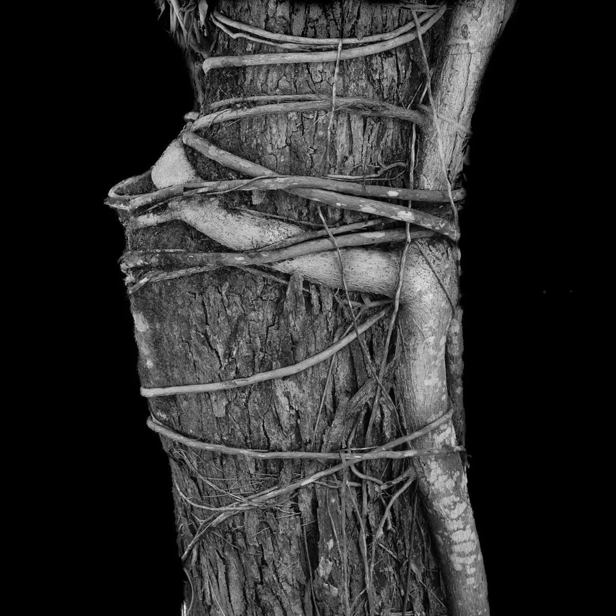 <p>© Jaime  Nisenbaum</p>