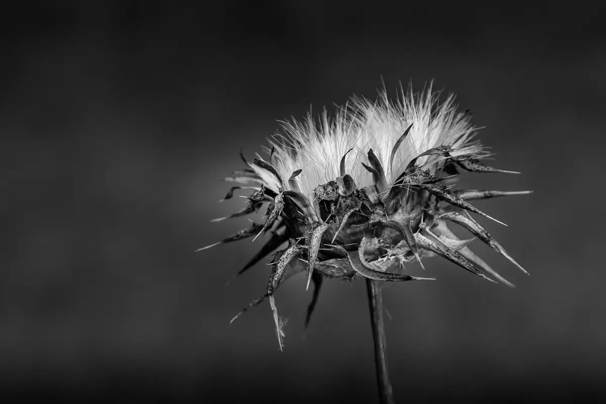 <p>© Jaime  Nisenbaum</p>