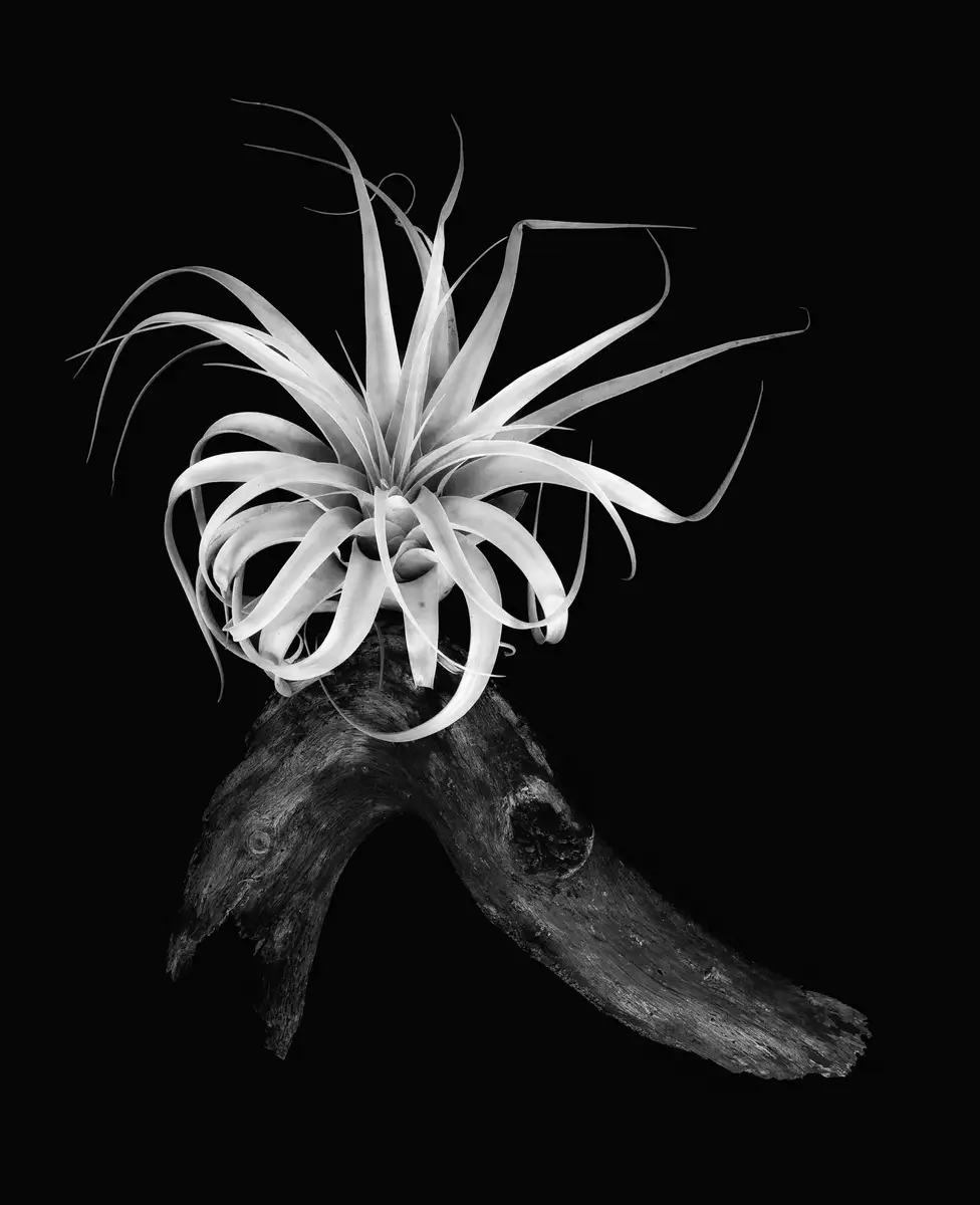 <p>© Jaime  Nisenbaum</p>