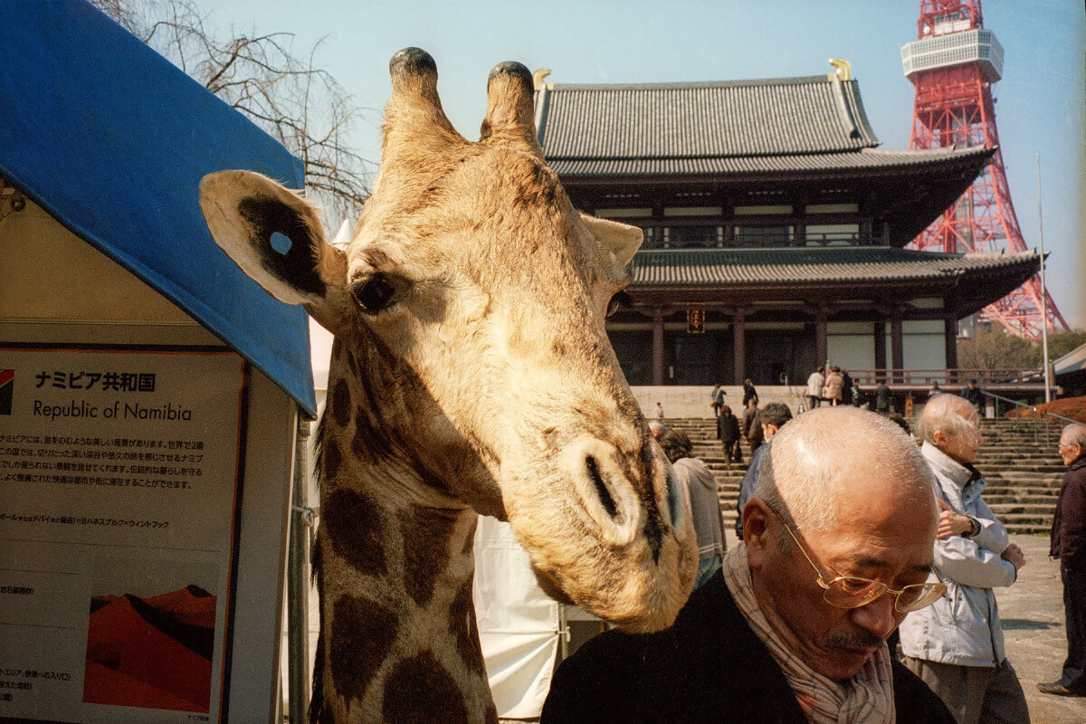 In Color in Japan<p>© Shin Noguchi</p>