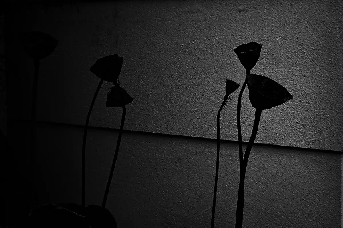 <p>© Takayuki Nakamura</p>