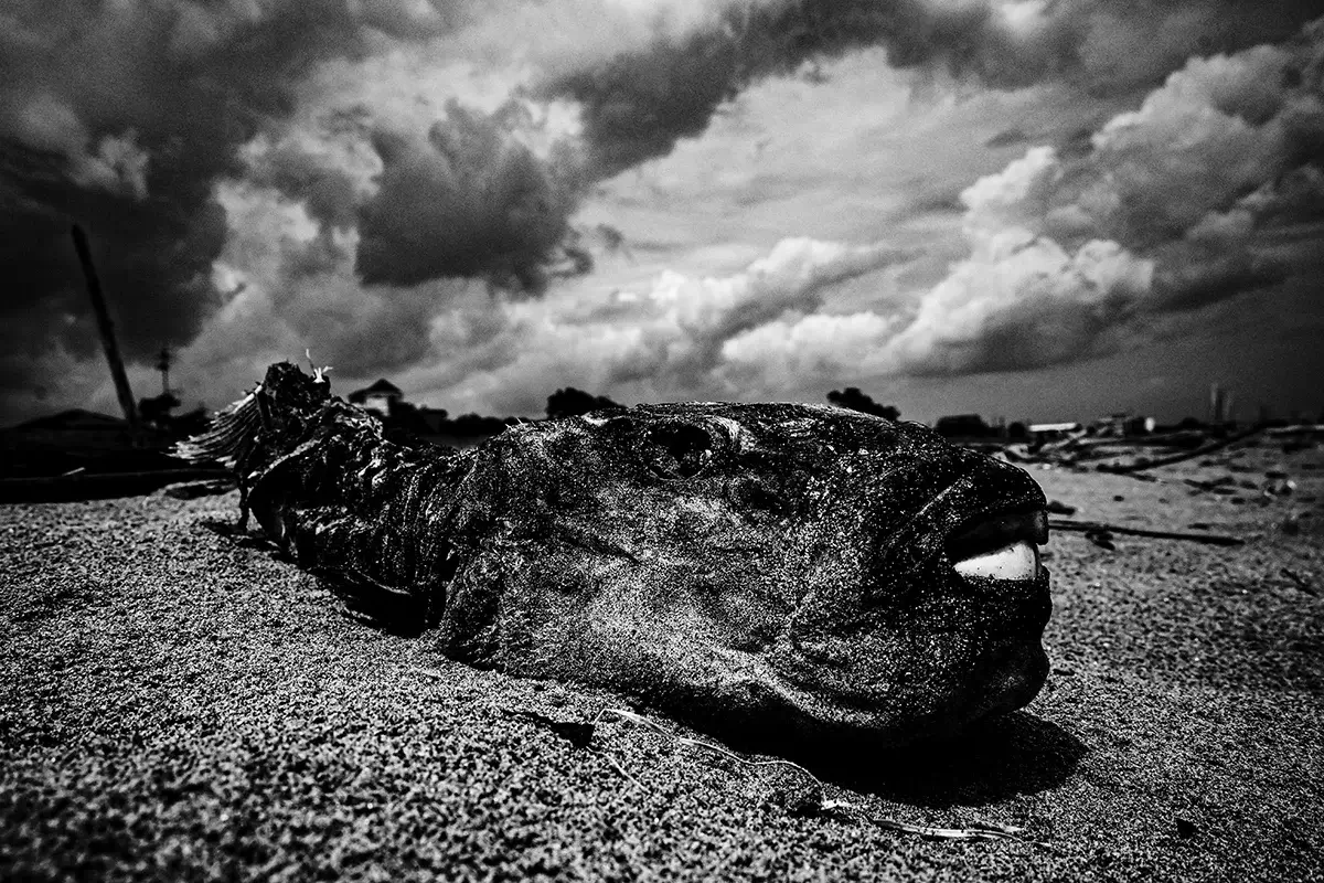 <p>© Takayuki Nakamura</p>