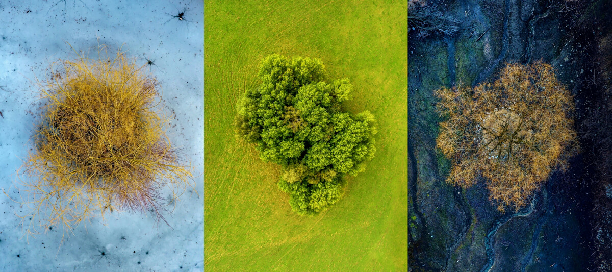 The Three Trees<p>© Tomáš Neuwirth</p>