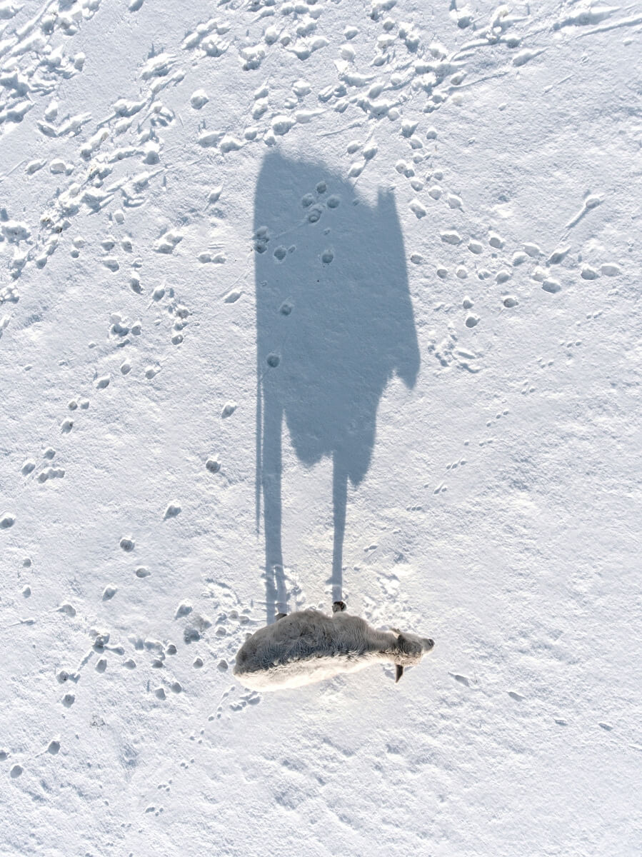 Shadow of a sheep<p>© Tomáš Neuwirth</p>