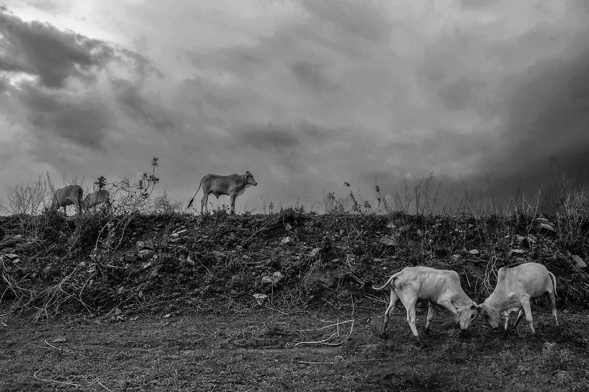 <p>© Vikas Nama</p>