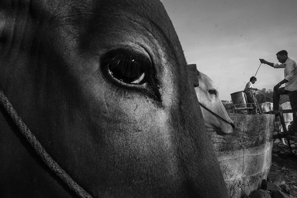 <p>© Vikas Nama</p>